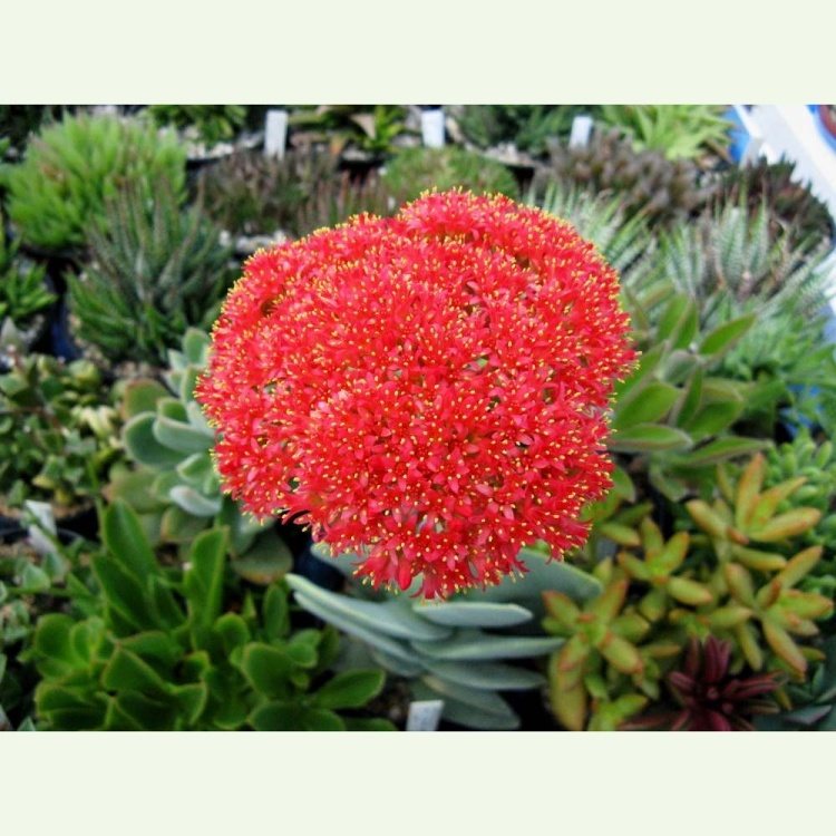 Crassula perfoliata v. minor - kvet