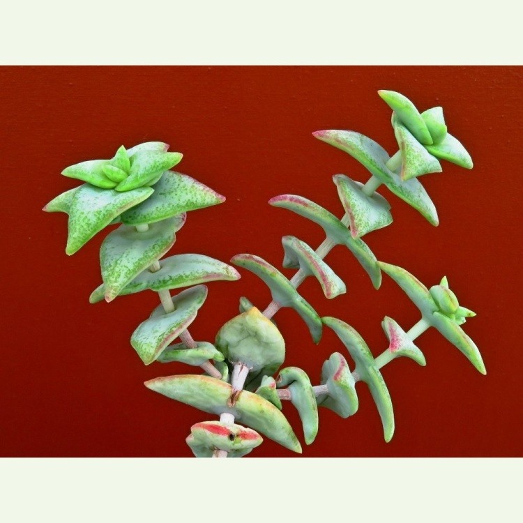 Crassula perforata