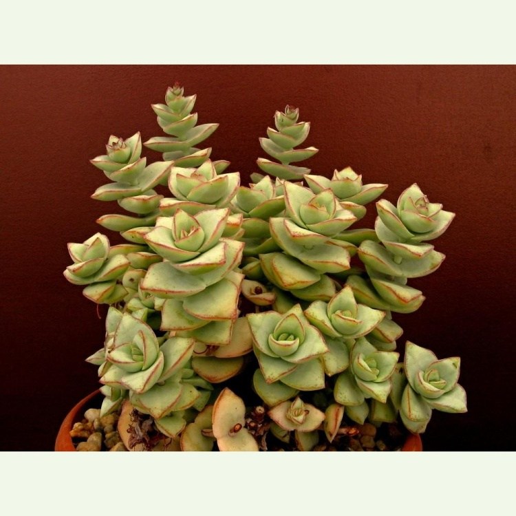 Crassula perforata cv. Giant