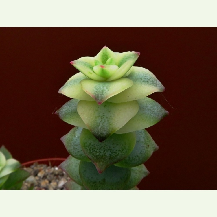 Crassula perforata f. variegata