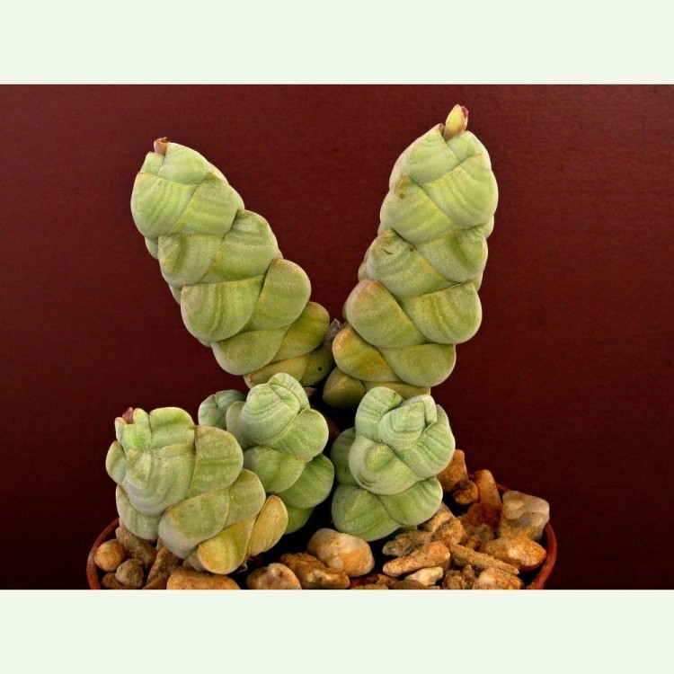 Crassula plegmatoides