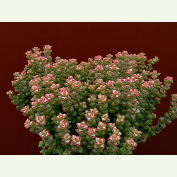 Crassula rupestris