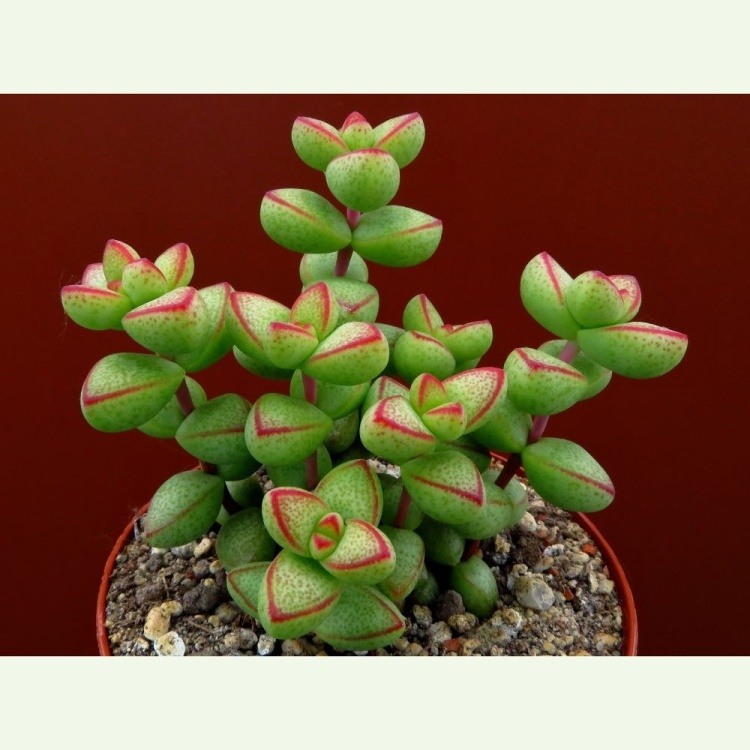 Crassula rupestris f. tučný list