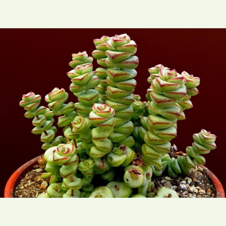 Crassula rupestris v. marneriana, typ 1