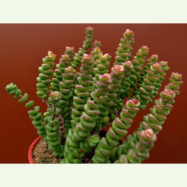 Crassula rupestris ssp. marneriana, typ 2