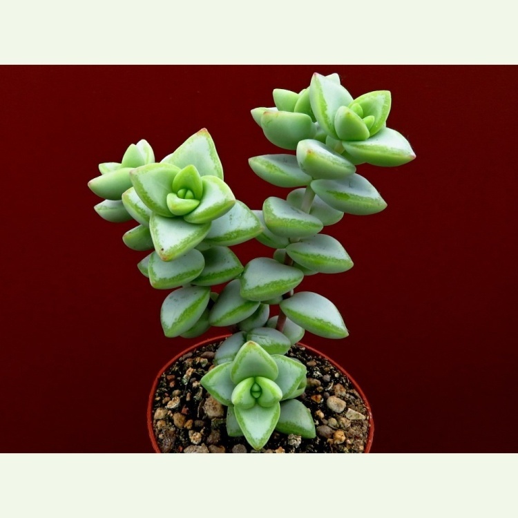 Crassula rupestris, forma so zeleným okrajom listov