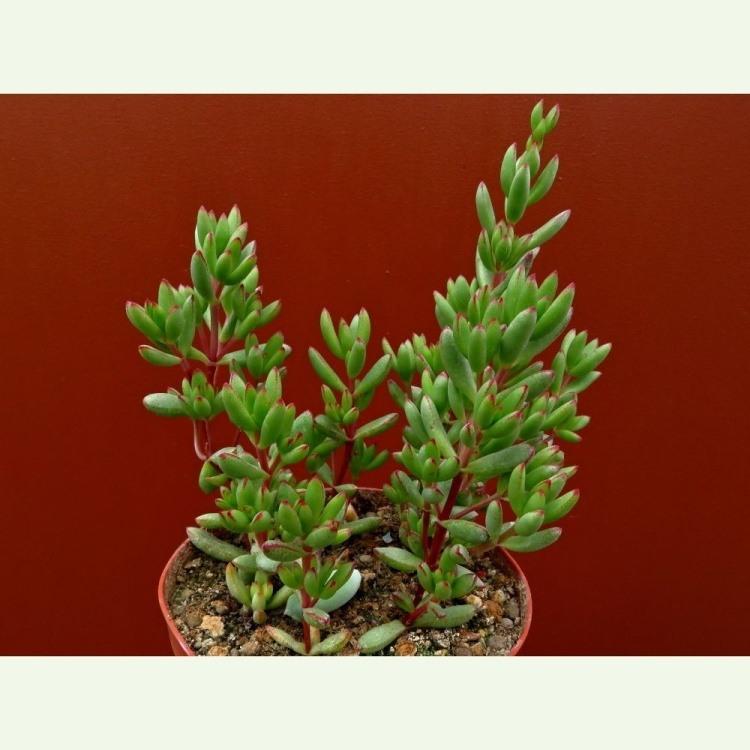 Crassula sp. Calitzdorp