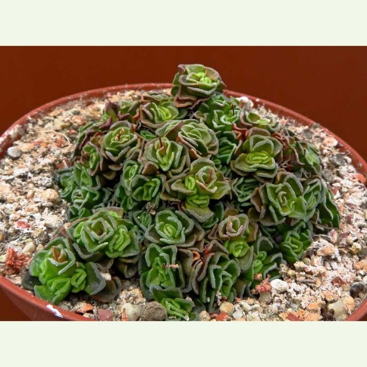 Crassula susannae