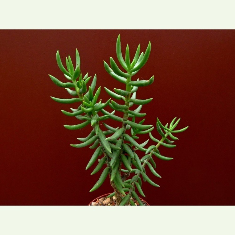 Crassula tetragona