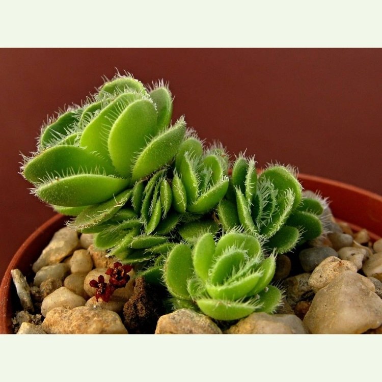 Crassula tomentosa v. glabrifolia