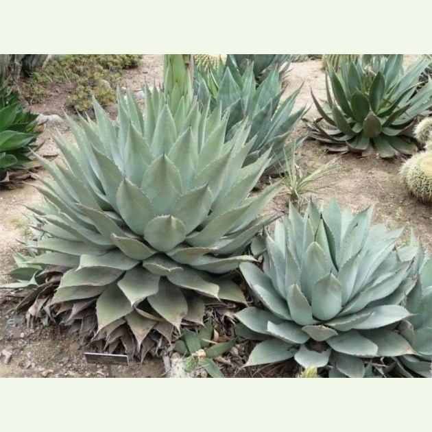 Agave havardiana