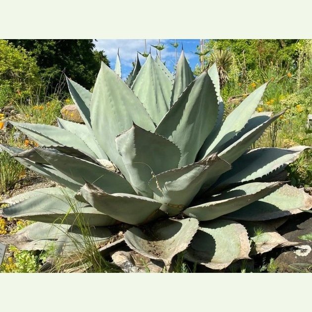 Agave ovatifolia