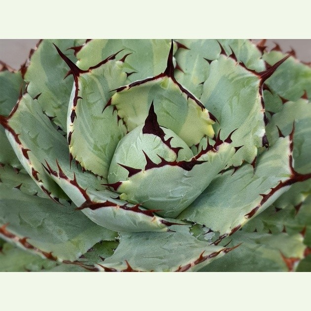 Agave potatorum cv. Kichijokan