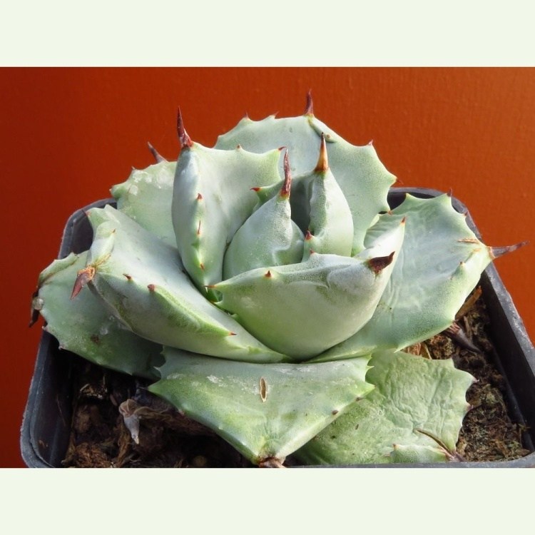 Agave potatorum cv. Quri-raijin