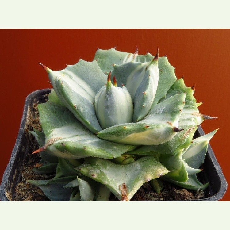 Agave potatorum cv. Quri-raijin variegata