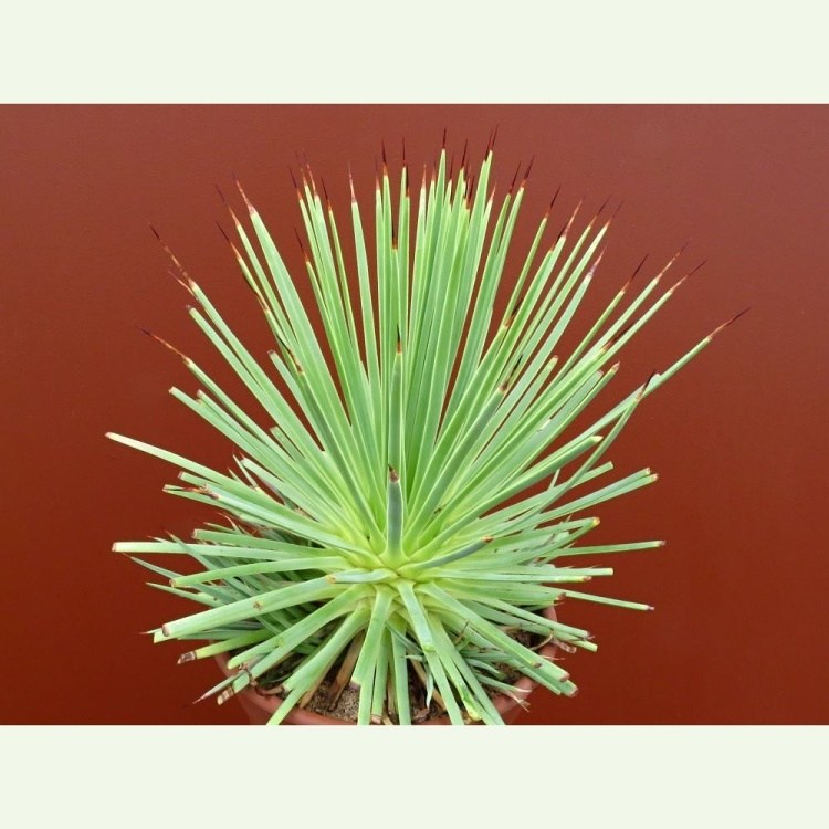 Agave striata f. nana