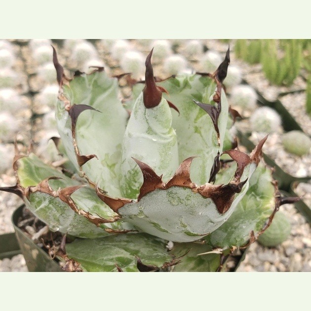 Agave titanota cv. Black and Blue