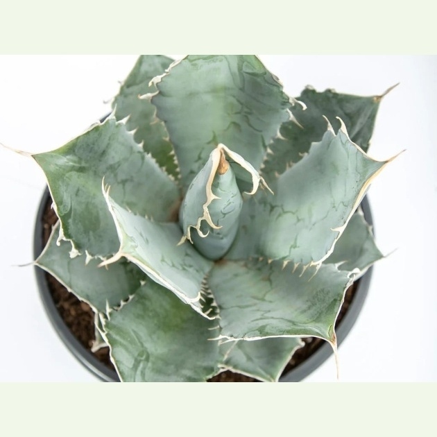 Agave titanota cv. White Ice