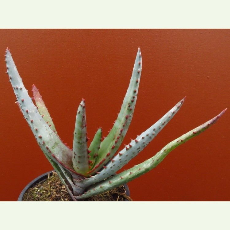 Aloe conifera