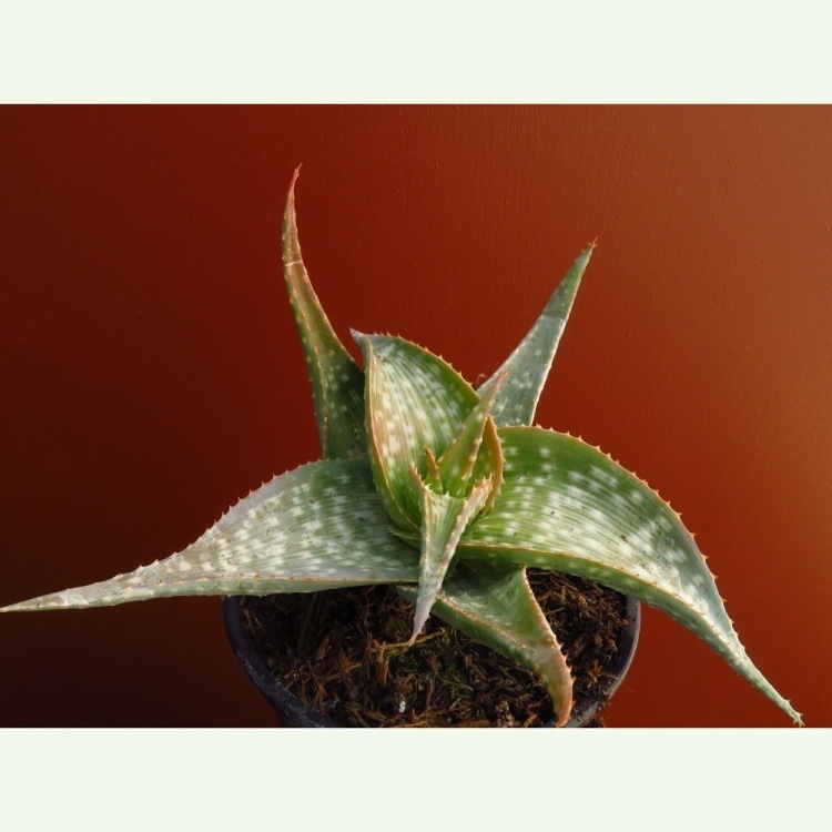 Aloe deltoideodonta cv. Sparkler