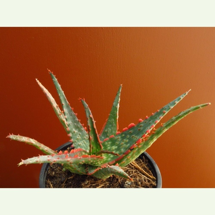 Aloe deltoideodonta x sinkatana cv. Carmine
