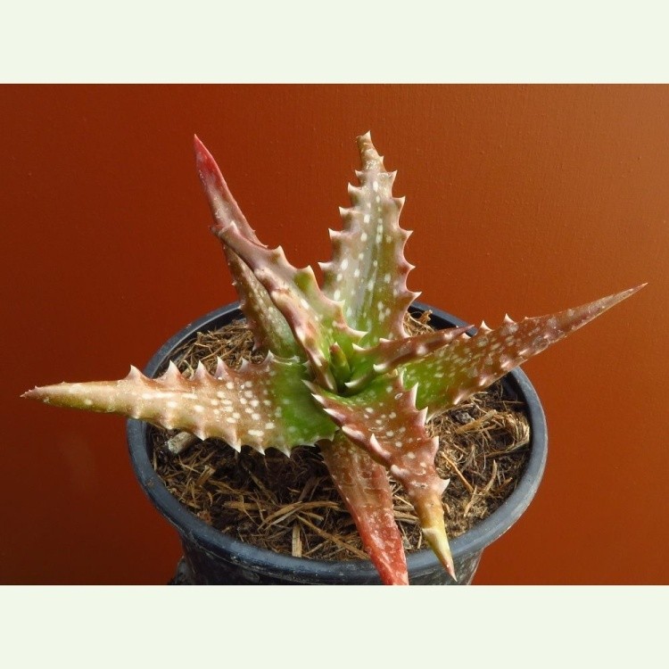 Aloe dorotheae cv. Crimson