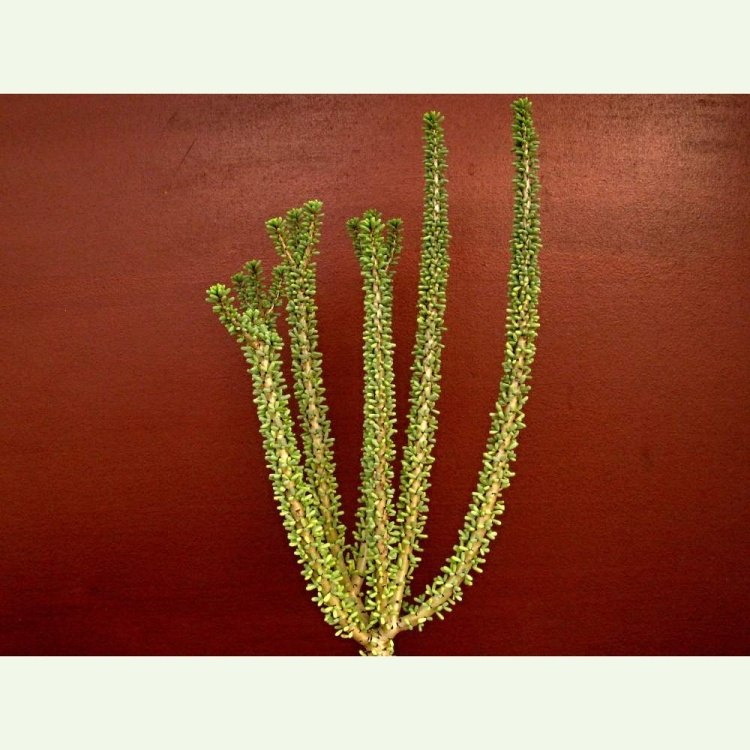 Ceraria namaquensis (Portulacaria), vrúblované na Portul. afra