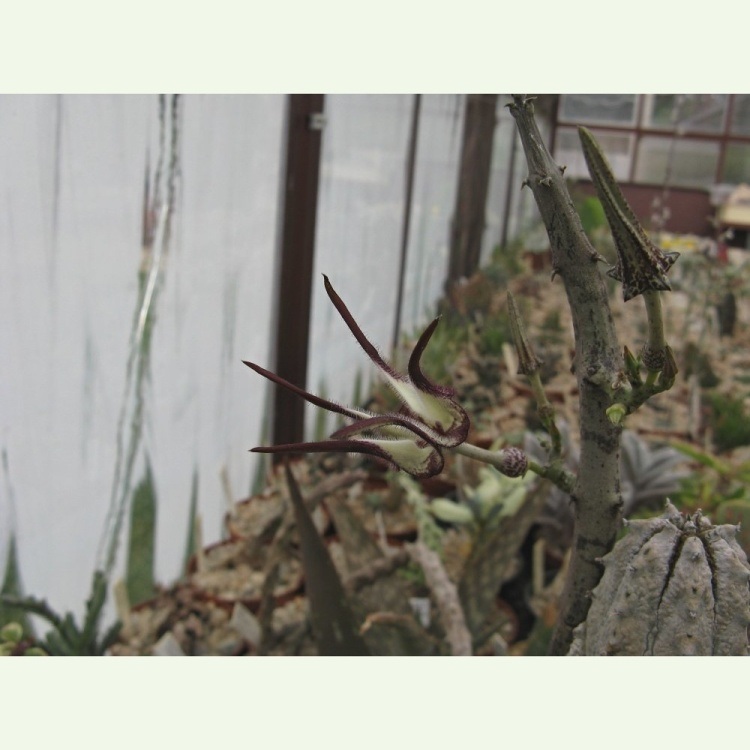 Ceropegia stapeliformis