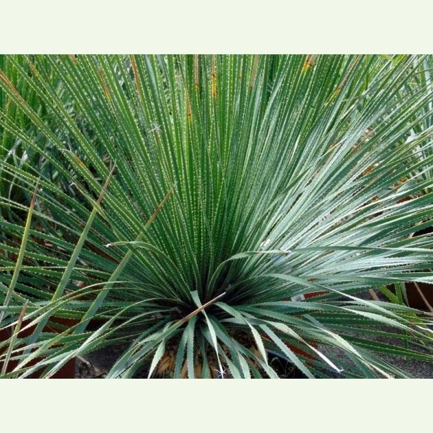 Dasylirion glaucophyllum