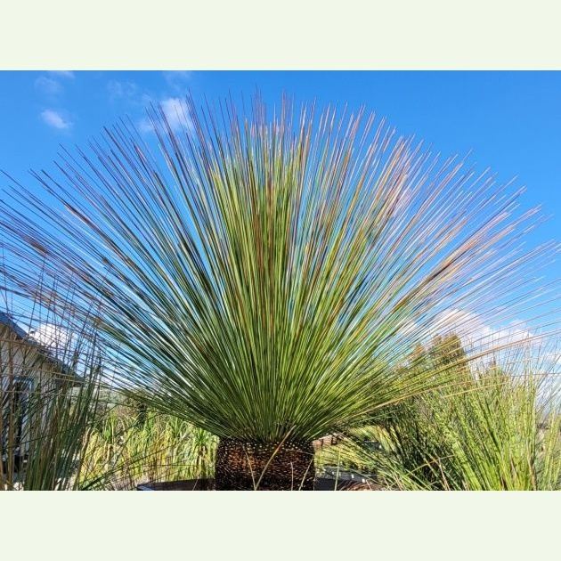 Dasylirion longissimum