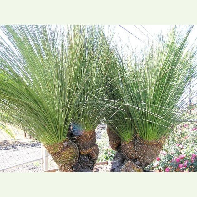 Dasylirion quadrangularis