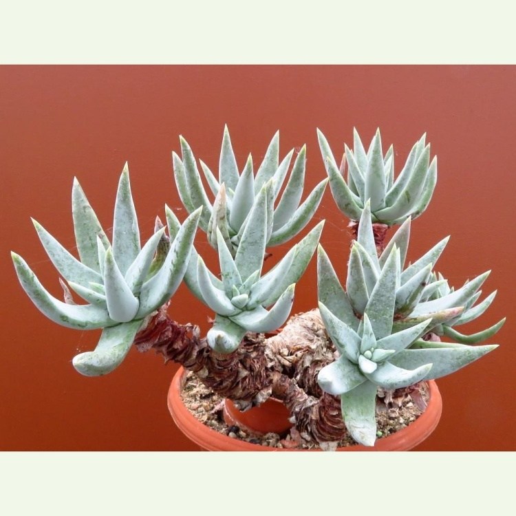 Dudleya albiflora