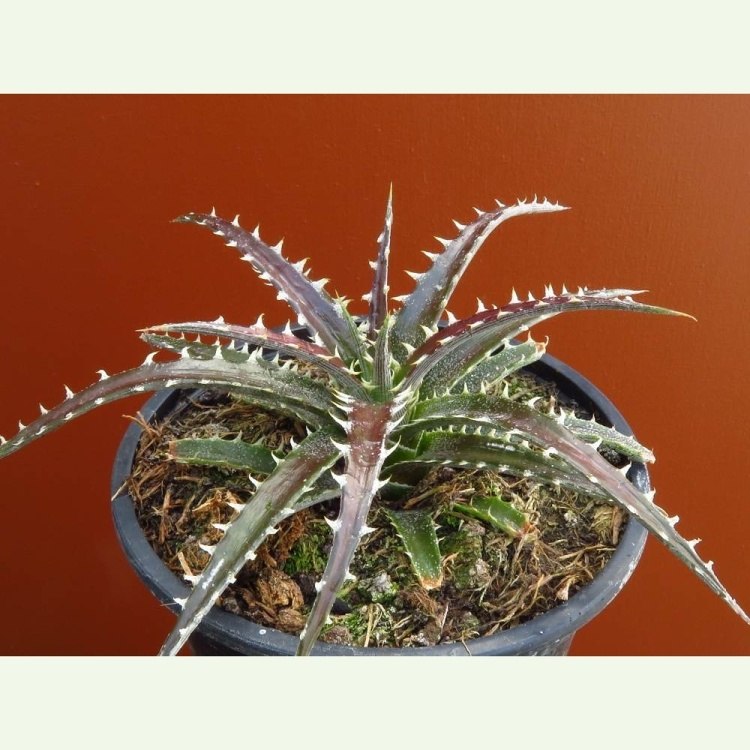 Dyckia marnier lapostollei cv. Brittle Star