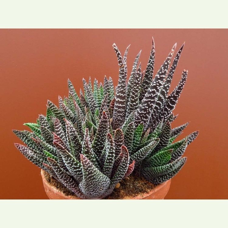 Gasteraloe cv. Royal Highness