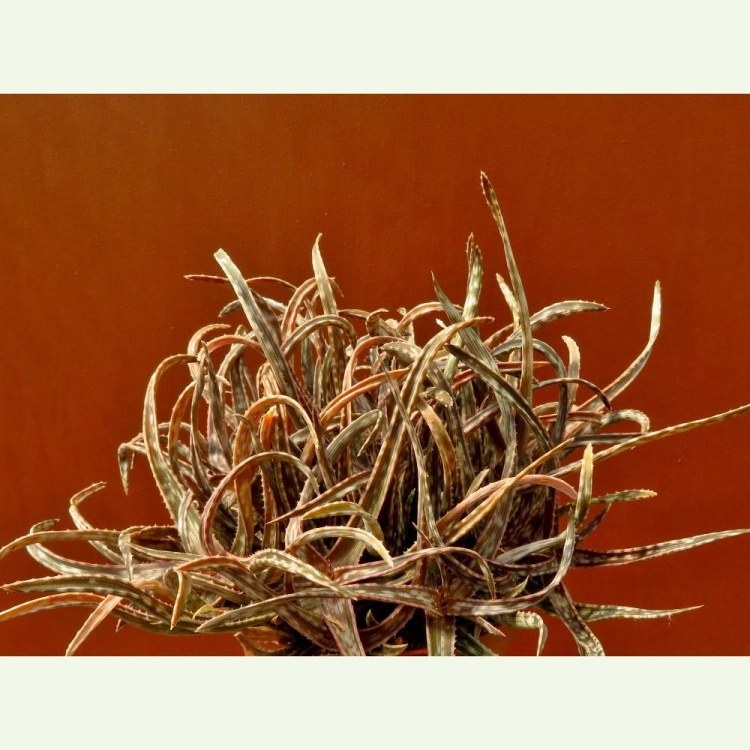 Aloe bakeri, forma s úzkym listom