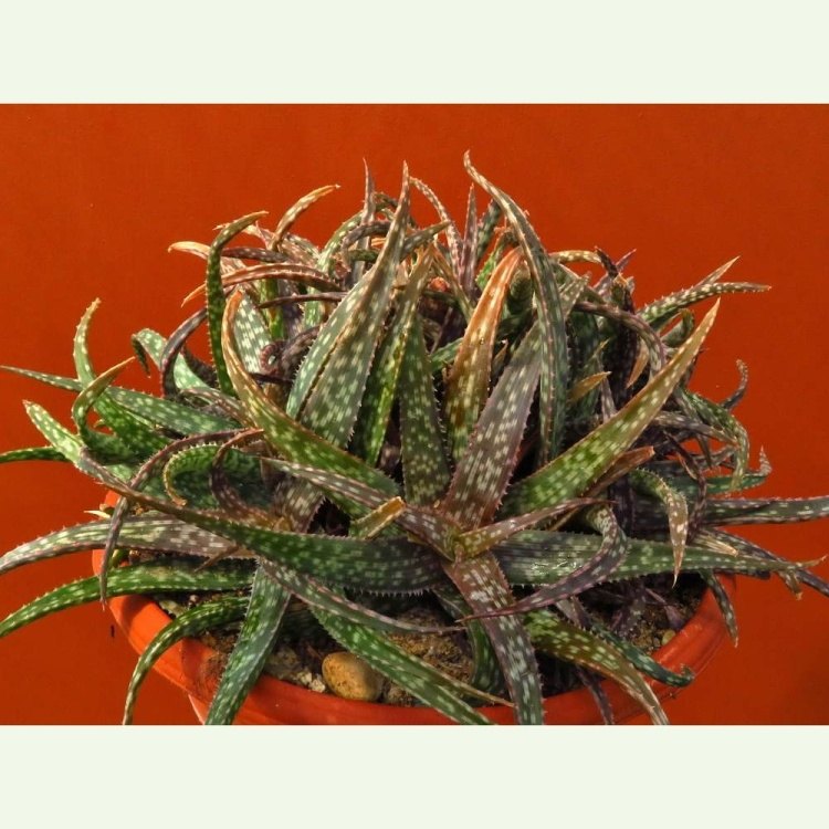 Aloe bakeri, forma so širokým listom