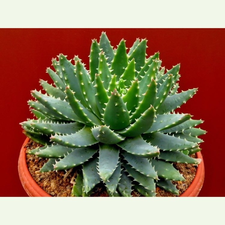 Aloe brevifolia