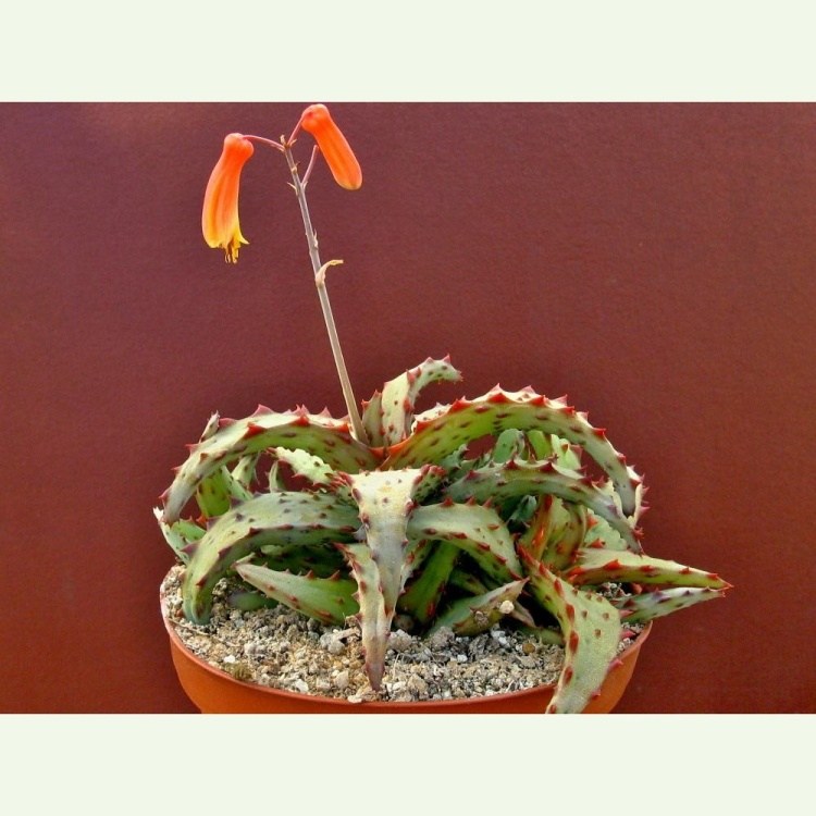 Aloe castilloniae, Toliara Madagaskar