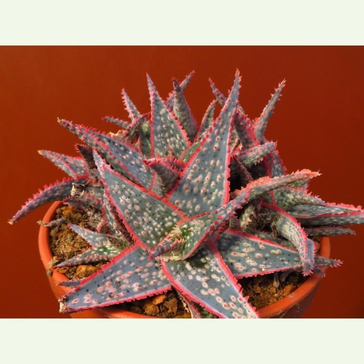 Aloe cv. Donie