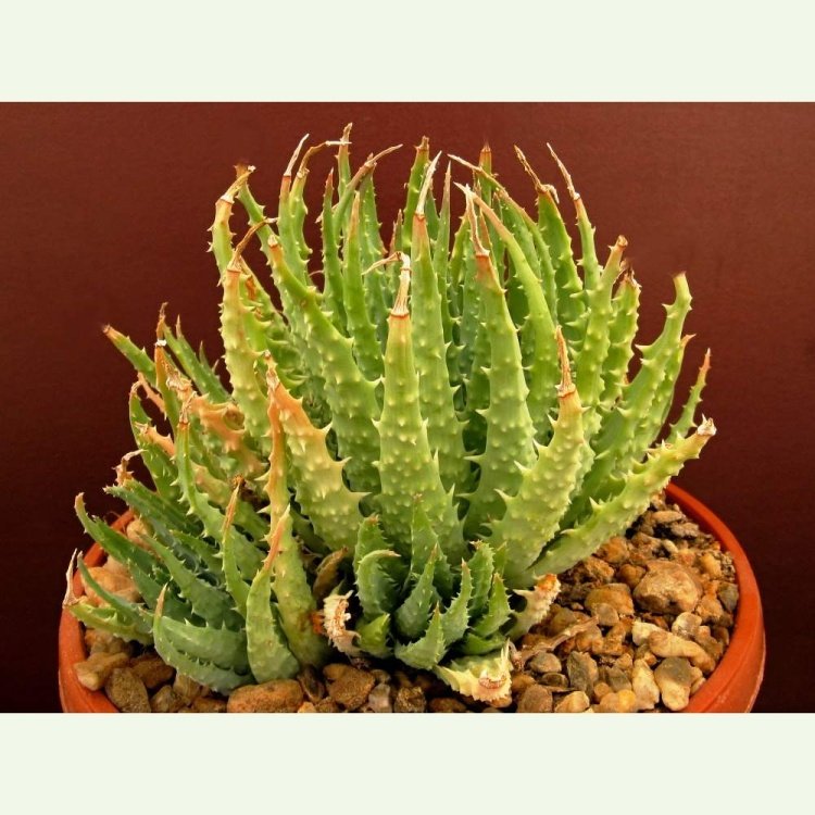 Aloe humilis