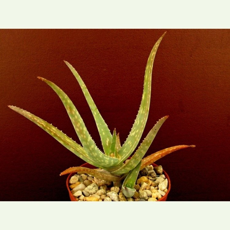 Aloe jacksonii, El Carre, Ogaden, Ethiopia