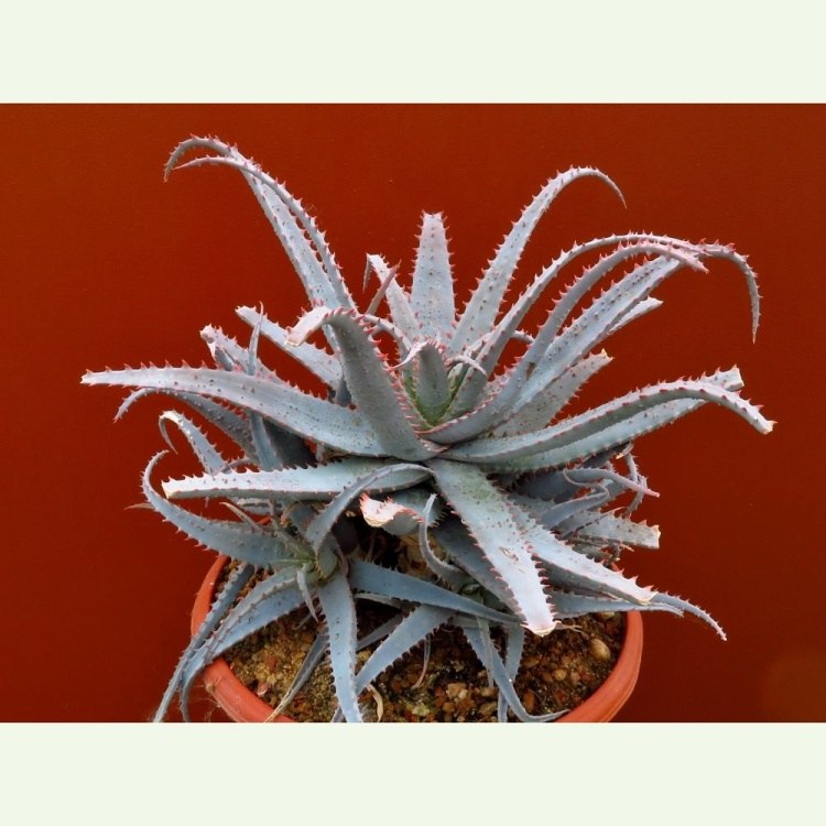 Aloe parvula hybrid