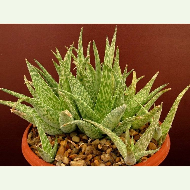 Aloe rauhii