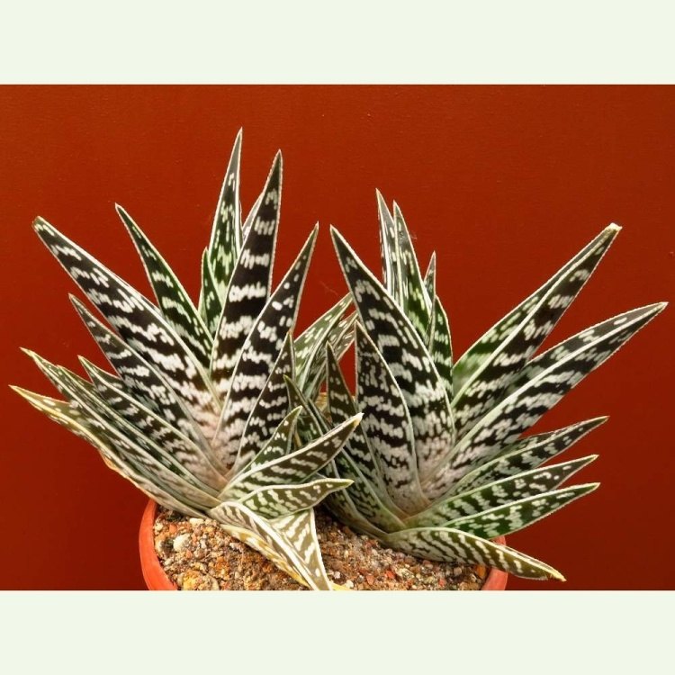 Aloe variegata, "sokolie pierko"