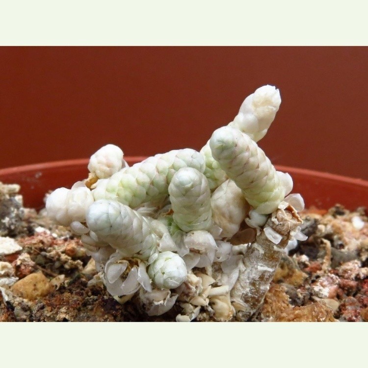 Avonia harveyi, Brandberg, Namíbia