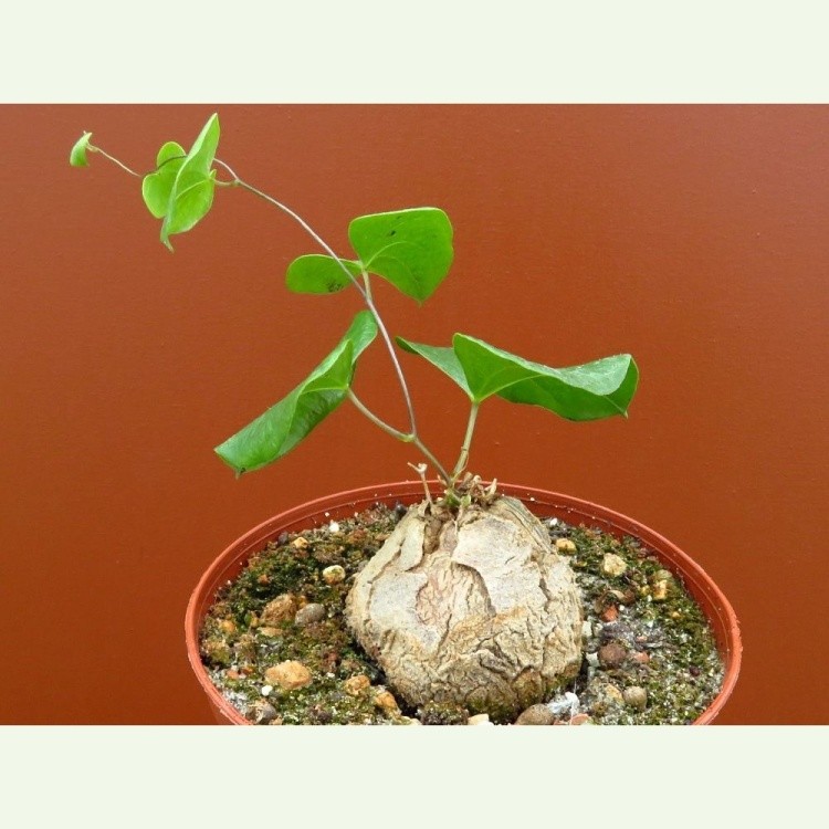 Dioscorea elephantides