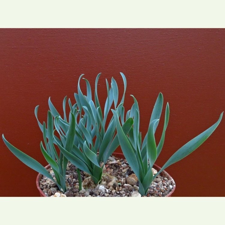 Albuca concordiana (Ornithogalum apertum)
