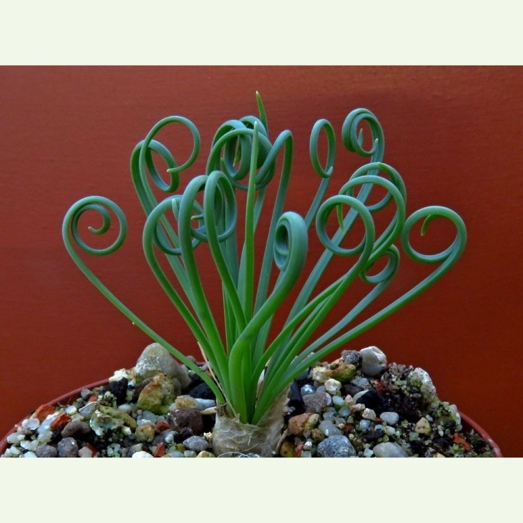 Albuca spiralis
