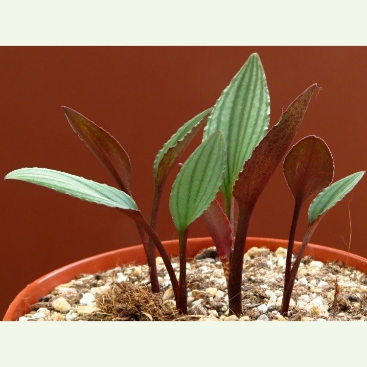 Drimiopsis davidsoniae