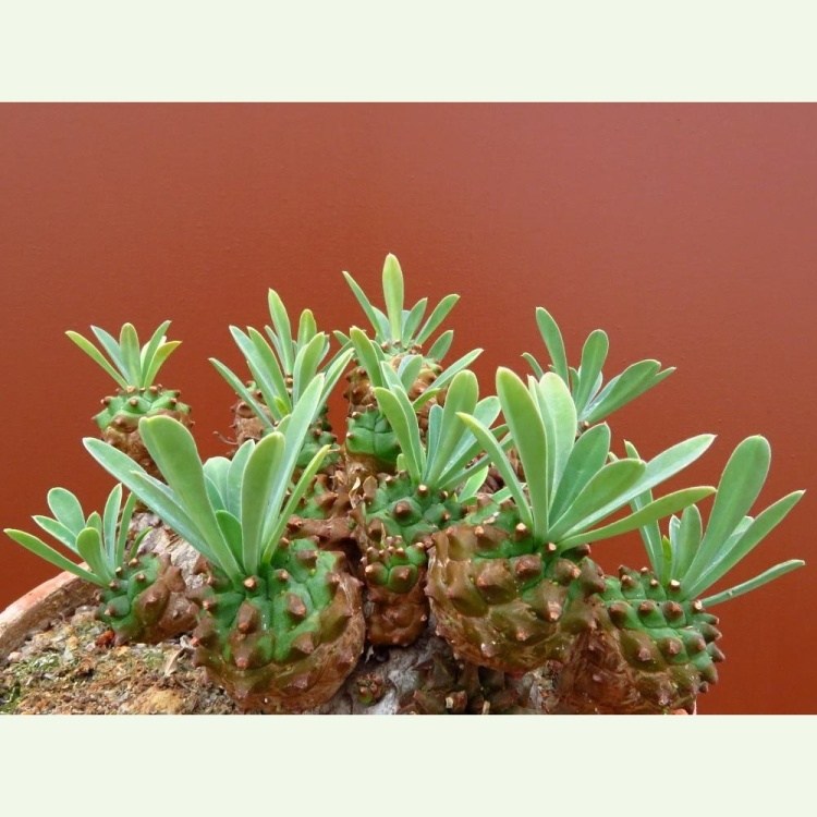 Euphorbia cv. Cocklebur